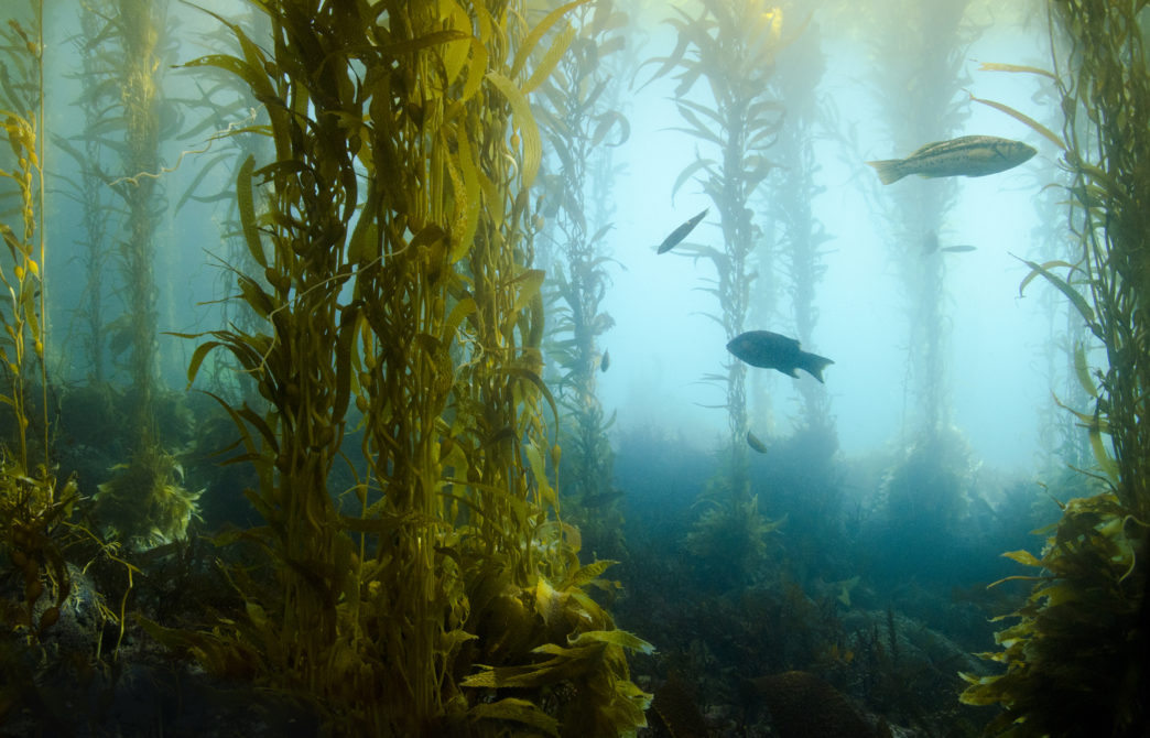 Canadian Environmental Organizations Supporting the Planet (And How You Can Help Them)