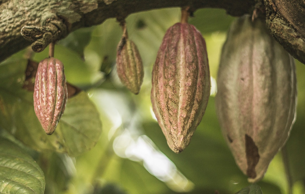 The Ecology of Ceremonial Cacao: From Rainforest to Ritual