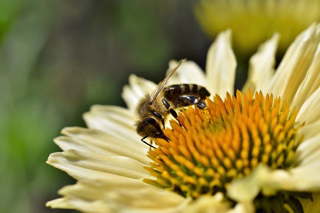 How to Start a Pollinator Garden During the Fall Season